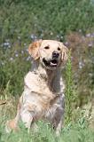 GOLDEN RETRIEVER 252